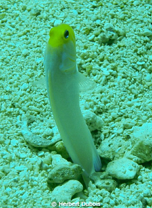 Yellowheaded Jawfish - I love to watch these guys. by Herbert Dubois 